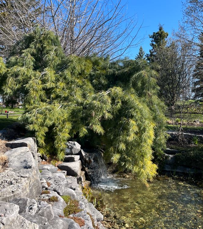Weeping Eastern White Pine next to the pond in the Botanical Gardens