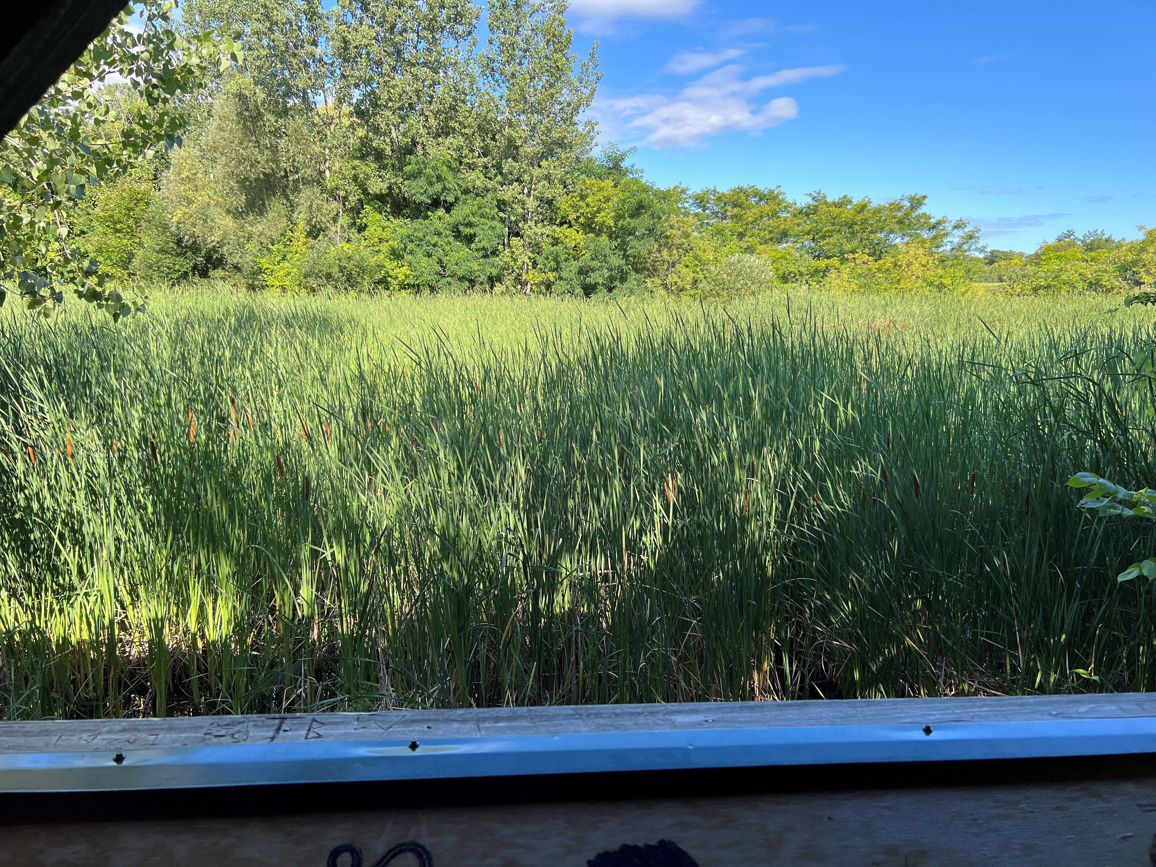 Macoun Marsh infested with cattails and other weeds