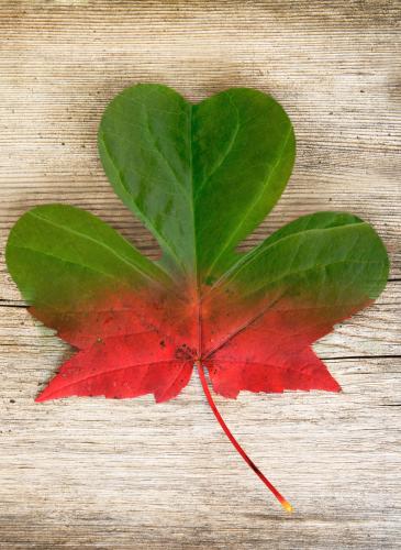 Canadian Flag half clover and maple leaf
