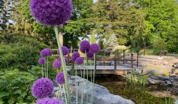 Large purple flowers, Alliums around the pond of the Botanical Gardens