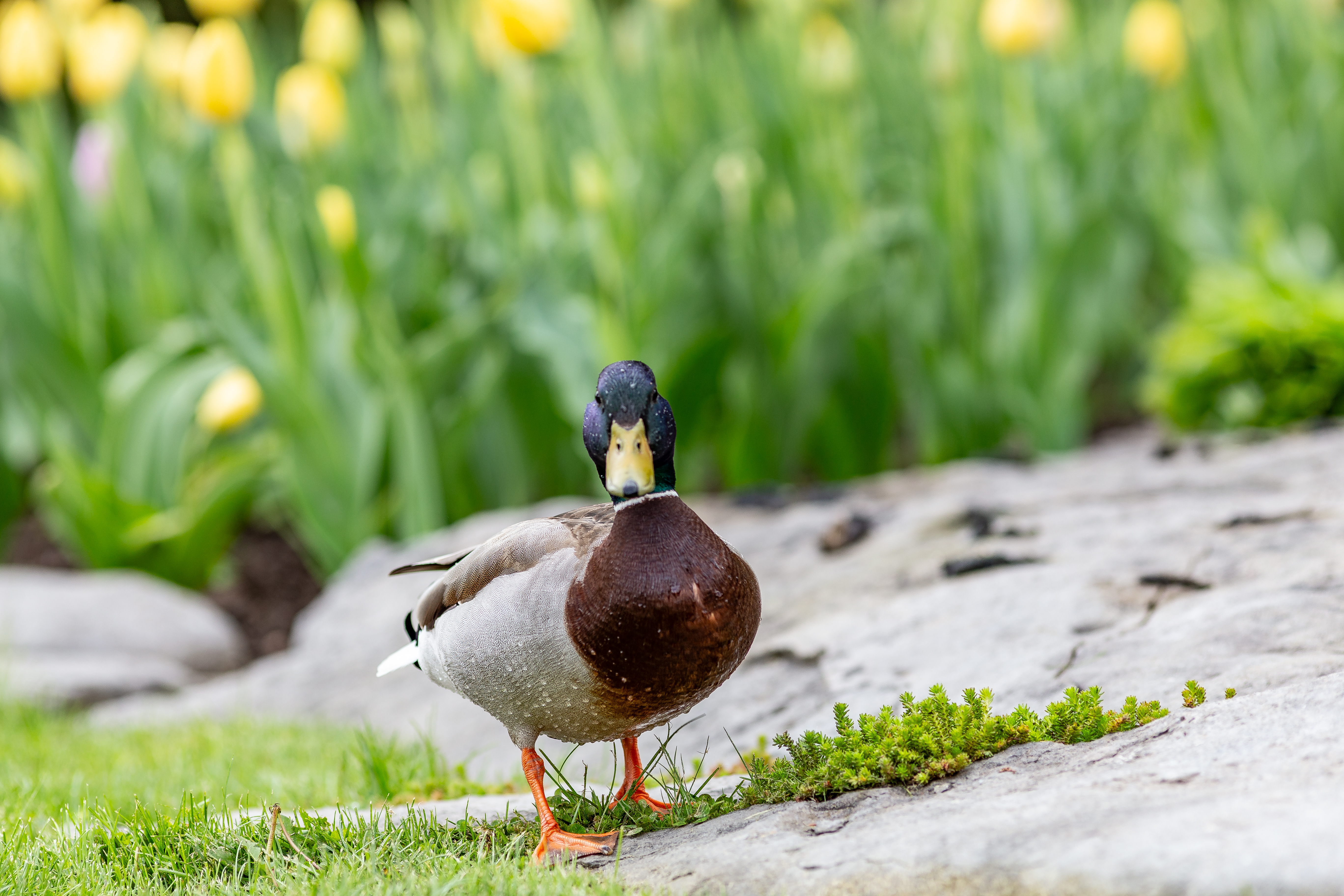 Duck at the gazebo pond