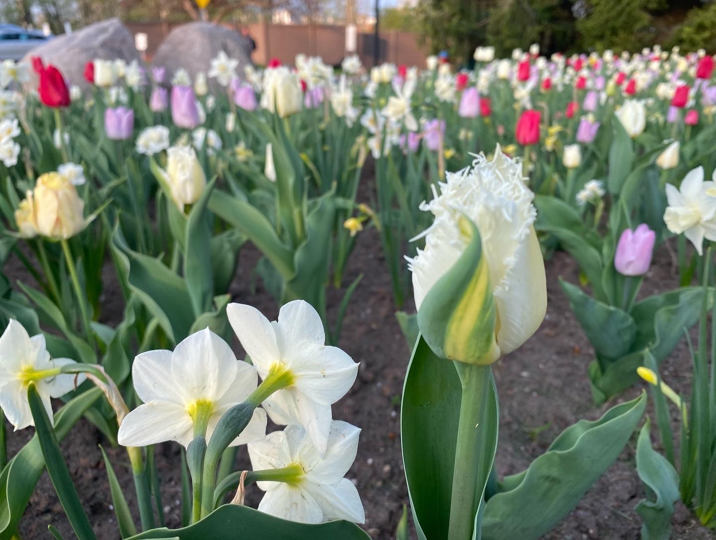 tulips in section 64