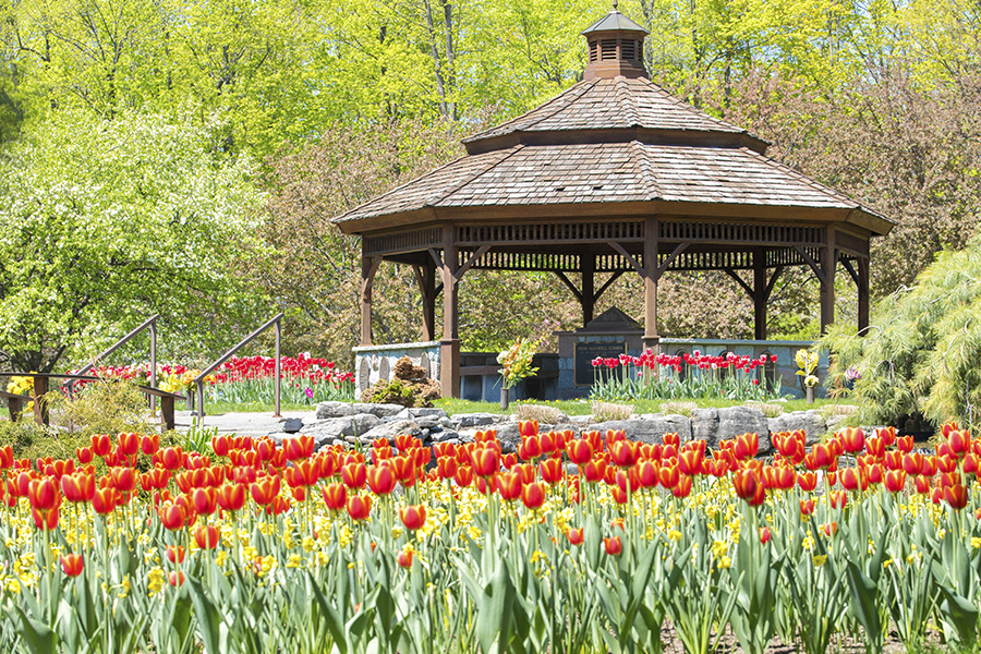 Beechwood Gazebo with red tulips from 2017