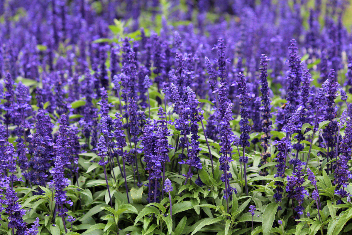 Sunny location – Blue salvia with pink border