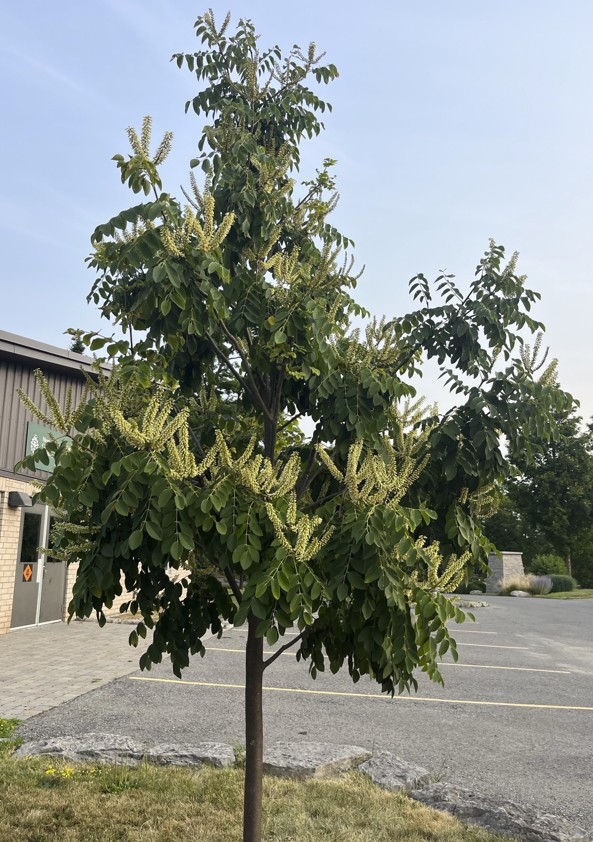 Maackia amurensis in bloom next to the Memorial Cross Building
