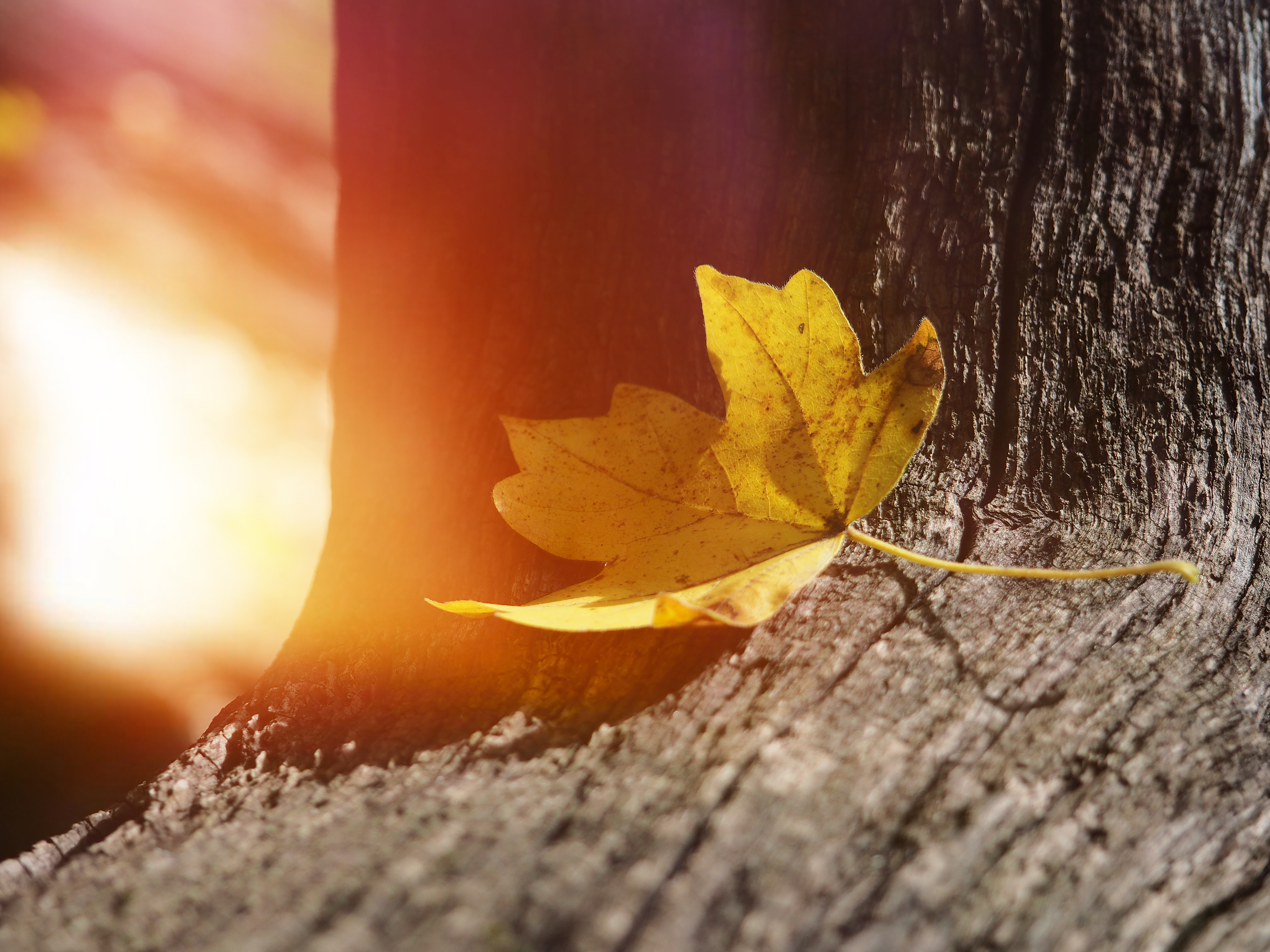 Orange colored maple leaf hanging from a tree