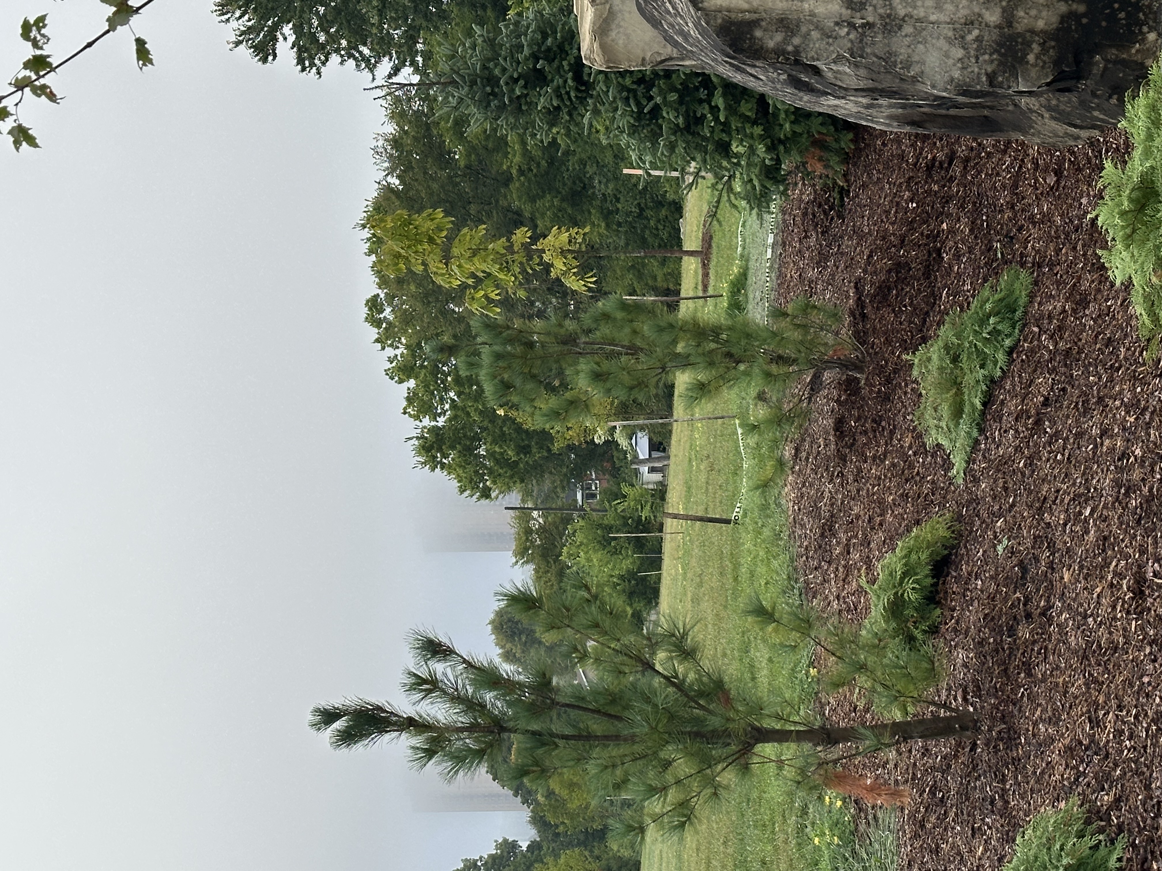 RCMP Pathway Evergreens