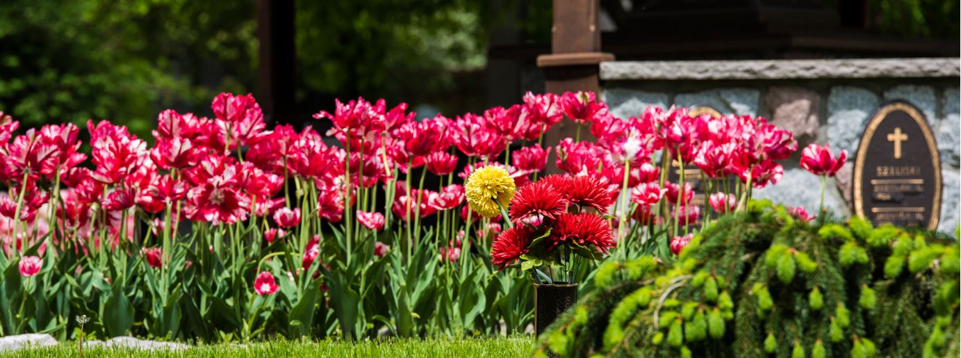 Canadian Tulips_Red and White at the Beechwood Gazebo