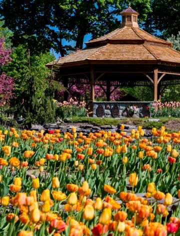 Gazebo with tulips, sunny