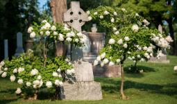 Celtic Cross of Burns Family in section 50 surrounded by magnolia trees