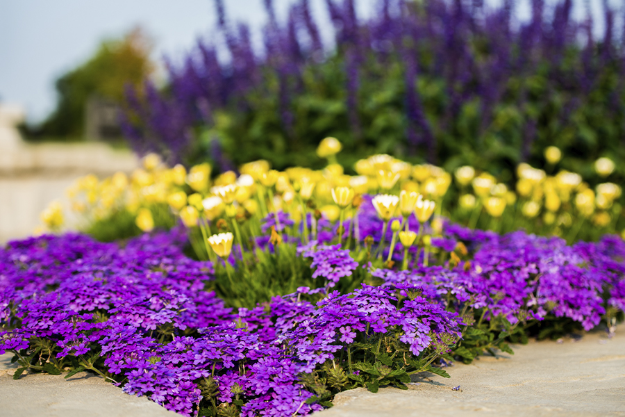 Picture of yellow and purple flowers
